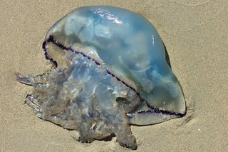 O meduză spălată pe plajă