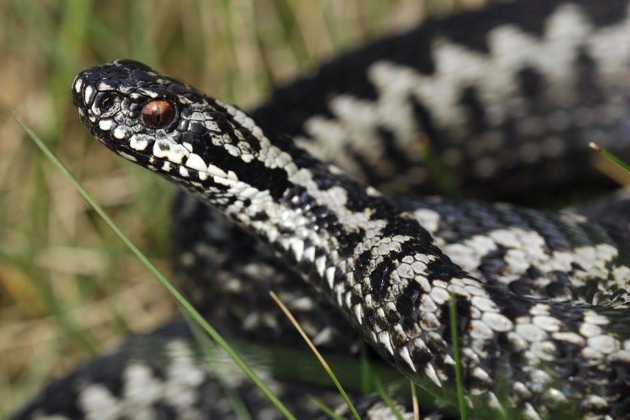 Poza unui adaos - singurii șerpi veninoși sălbatici din Marea Britanie