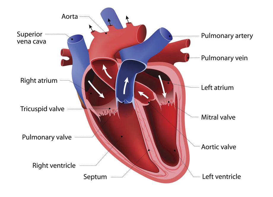Diagrama inimii