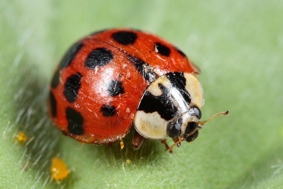 Cochetă arlequin