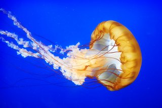 O meduză care înoată în mare