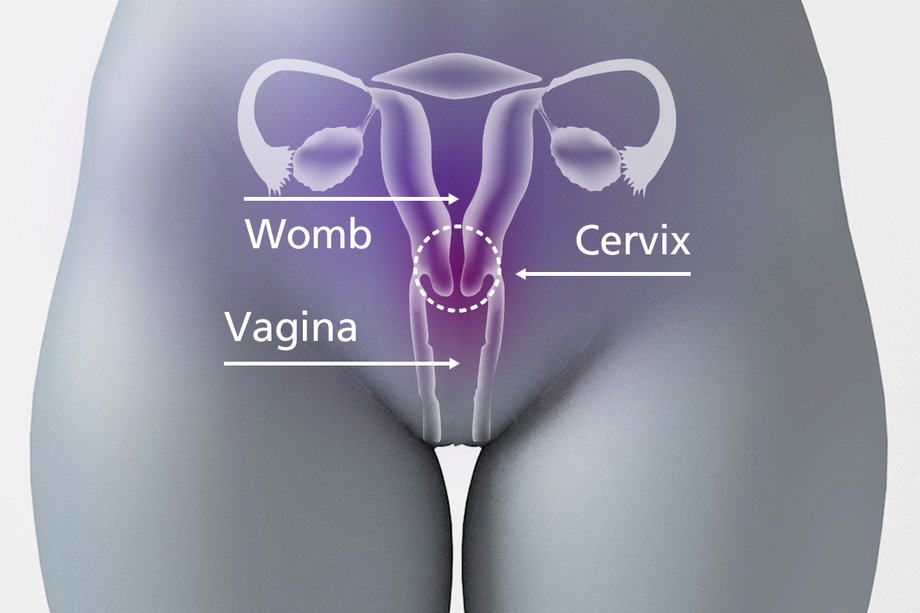 Colul uterin se află între vagin și pântec